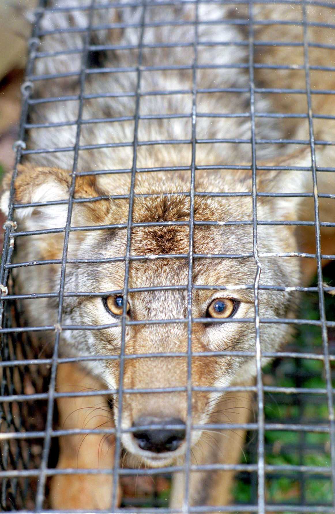 COYOTE